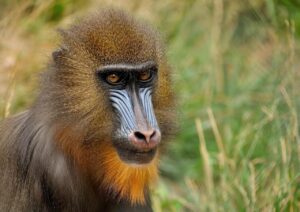ハムの優位化を図るためのドリルサッカー練習法は？