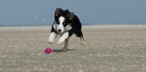 ボールを追いかける際の減速がACL予防にどう役立つのか？